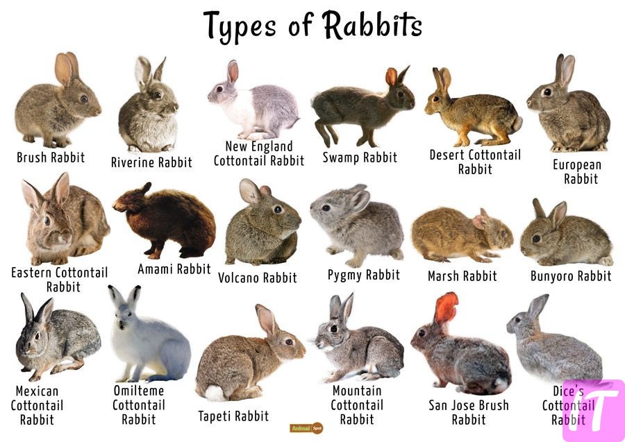 What Are The Types Of Rabbits In The World And What Are Their Characteristics?