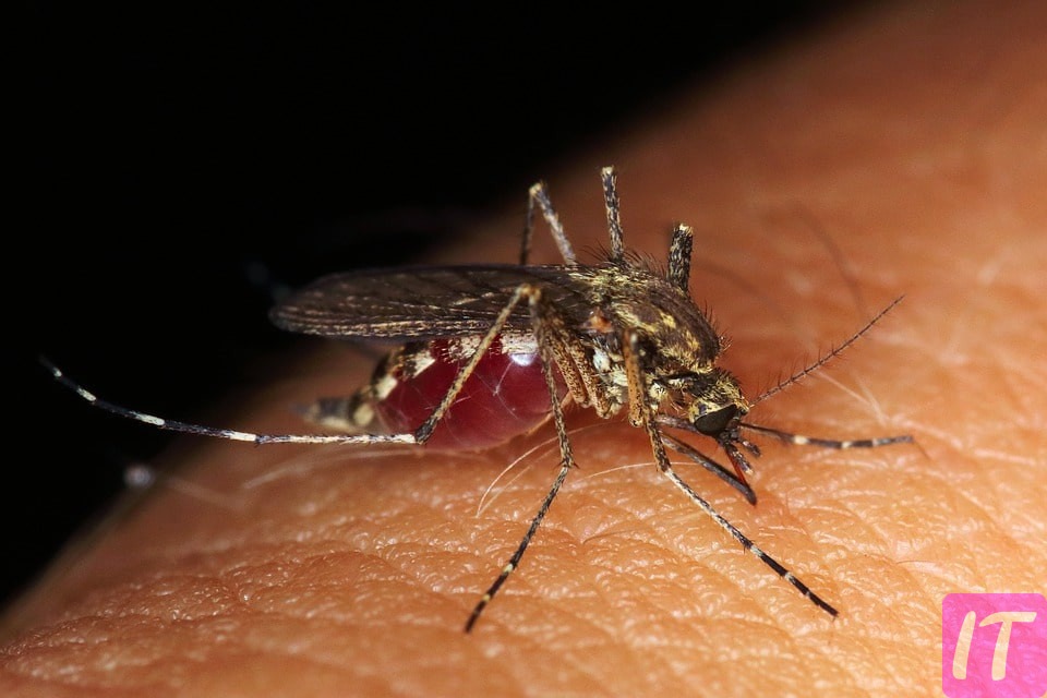 Why Did Mosquitoes Drink Blood?